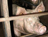 Schwein